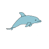 dolphin