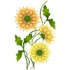 Fleurs