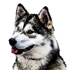 Husky 1