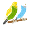 Budgies