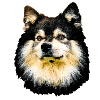 Finnish dog from Lapland