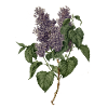 Lilac - lilac