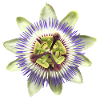 Passion flower blossom plant nature