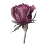 Rose Fleur