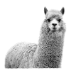 alpaca