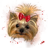 Yorkie