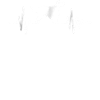 Setter anglais Heartbeat