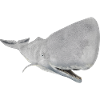 Sperm whale, whale, whale