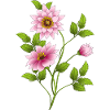 Fleurs
