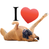 I love dog