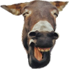 laughing donkey