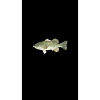 Polygonal Fisch Fischen