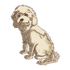 Cockapoo Hundezeichnung eines Cockapoo