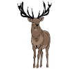Hirsch - Deer