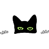 peekaboo cat