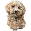 Poodle Pepe