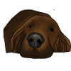 Irish setter