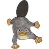 Platypus Schnabeltier Australien