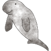 Dugong Manatee