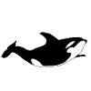 Killer whale
