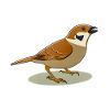 SPATZ