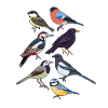 Garden birds birds