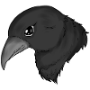 Krähe Krähengesicht Rabe crow Porträt
