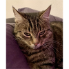 The angry cat
