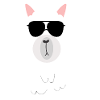 cool llama with sunglasses - llama