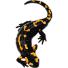 SALAMANDRA YELLOW