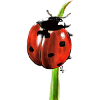 Ladybug