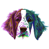 Splash Welsh Springer Spaniel chien