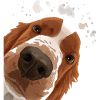 Curious Welsh Springer Spaniel Dog