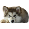 Chiot malamute Maia