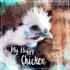 fluffy chicken poster