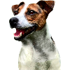 Jack Russell