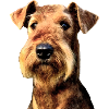 Welsh terrier