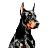 Dobermann