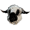 Walliser black-nosed sheep