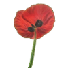Poppy, Poppy