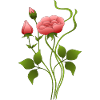Fleurs