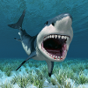 Grand requin blanc en chasse