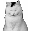 White kitten laughs
