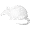 armadillo