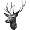 Deer head