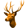 golden deer head