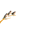 European goldfinches on a branch