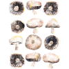 Champignons