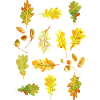 Feuilles de chêne et glands