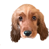 Cocker Spaniel dog